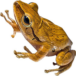 Golden Tree Frogs